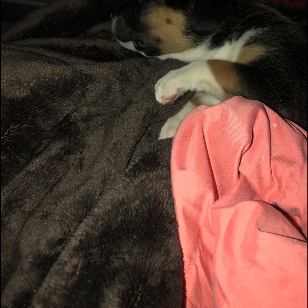 Down Comforter